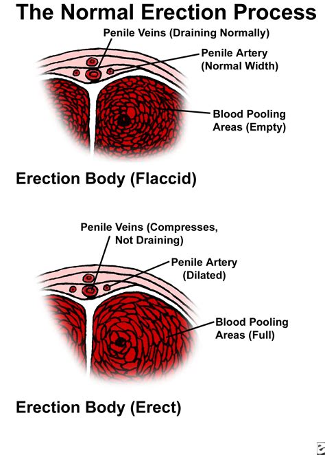 pictures of dick|Penis: Anatomy, Picture, Erection, and Ejaculation